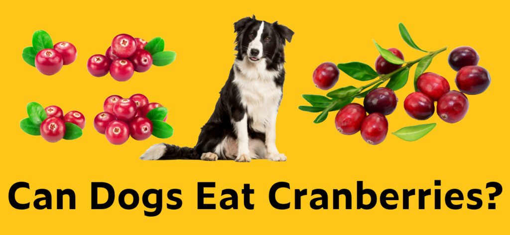 Can dogs eat cranberries