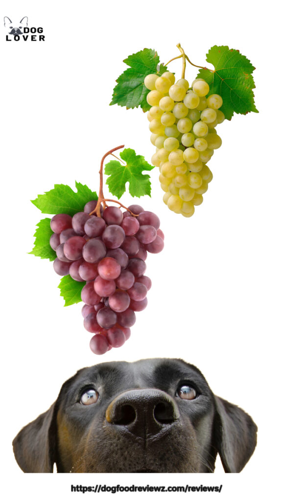 Can dogs eat grapes