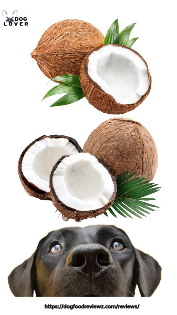 Can dogs eat coconuts?