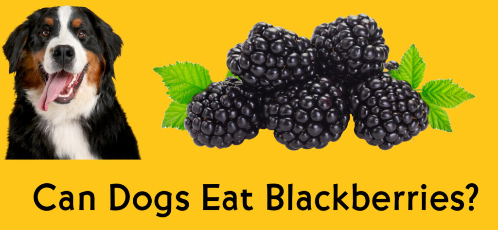 Can dogs eat blackberries?