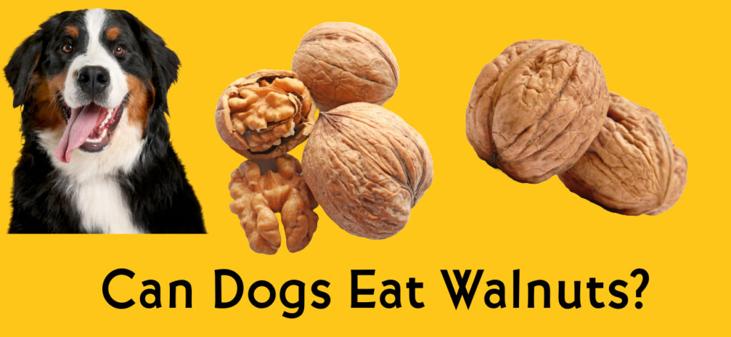 Can dogs eat walnuts?