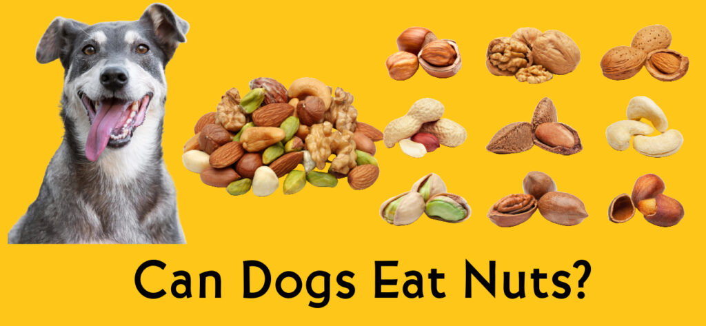 Can dogs eat nuts?