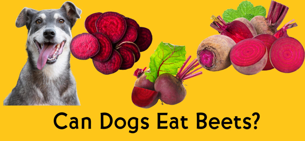 Can dogs eat beets?