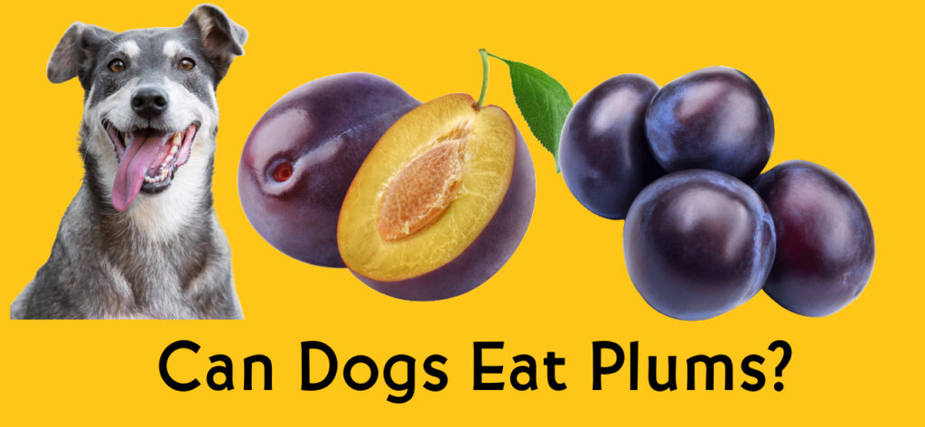 Can dogs eat plums