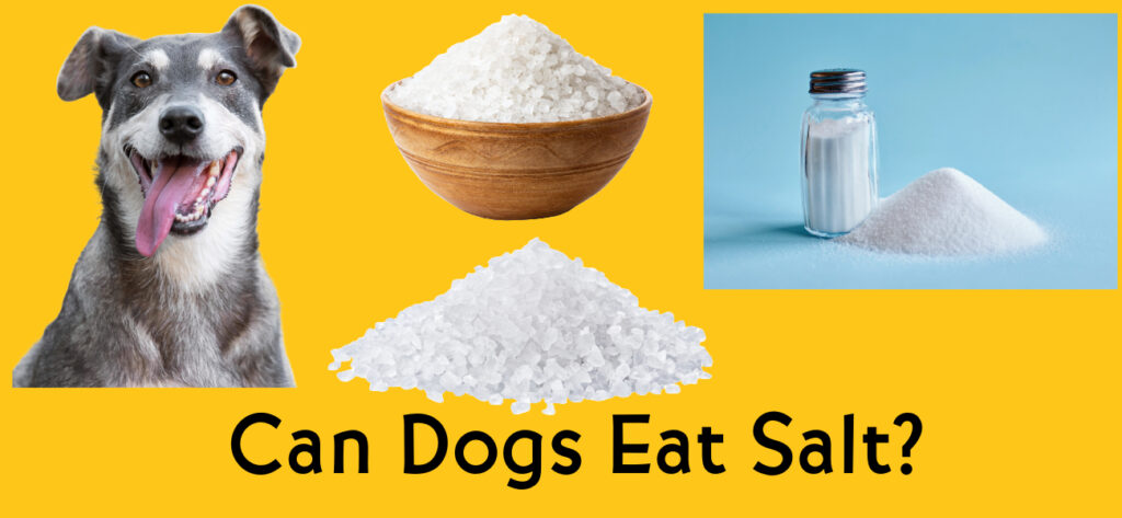 Can dog eat salt