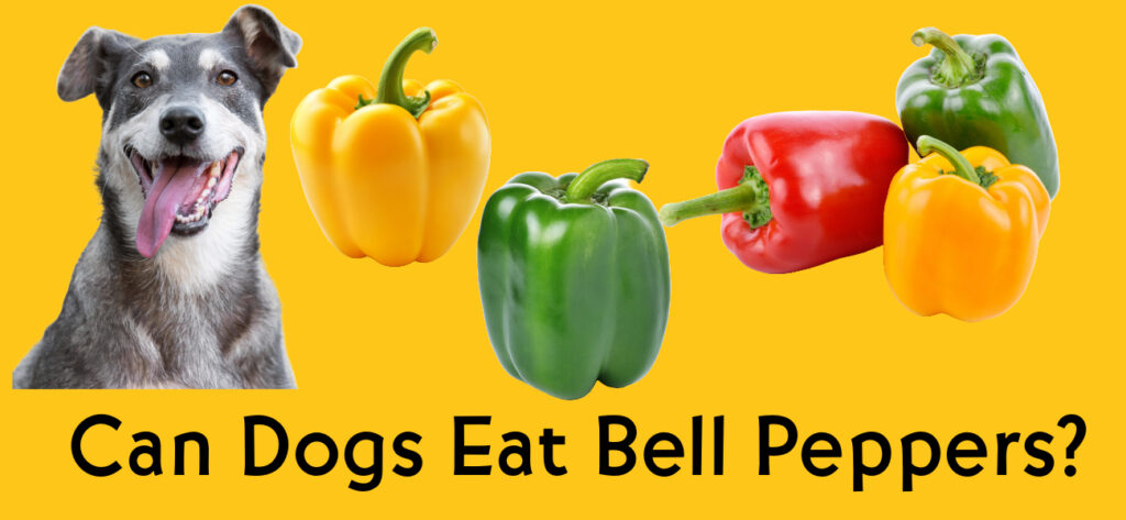 Can dogs eat bell peppers?