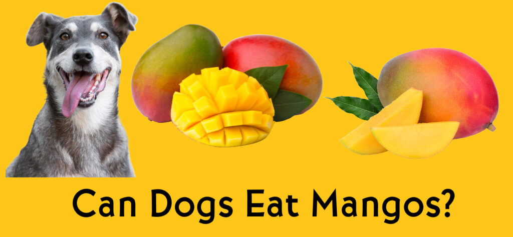 Can dogs eat mangos