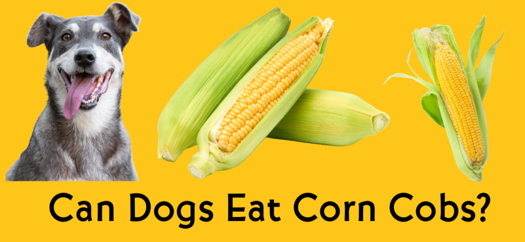 Can dogs eat corn cobs ?