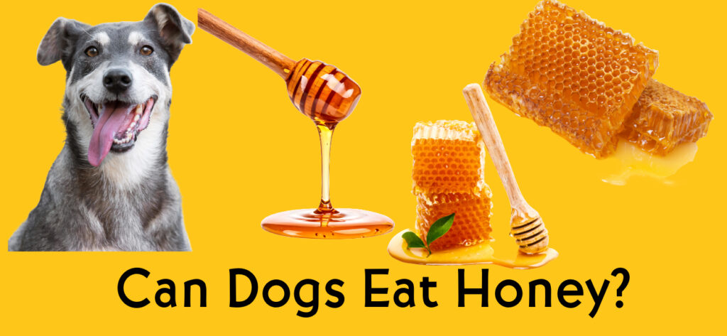 Can dogs eat honey