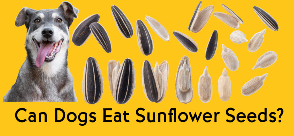 Can dogs eat sunflower seeds?